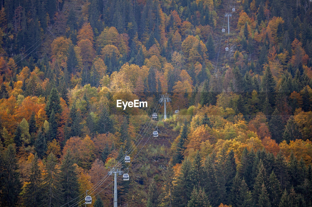 pine trees in forest during autumn