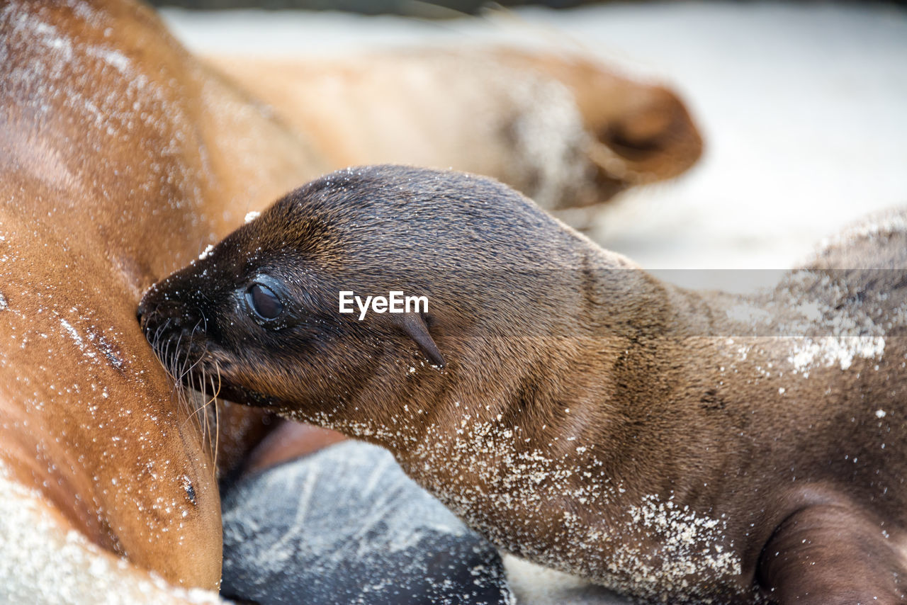 Close-up of feeding sea lion