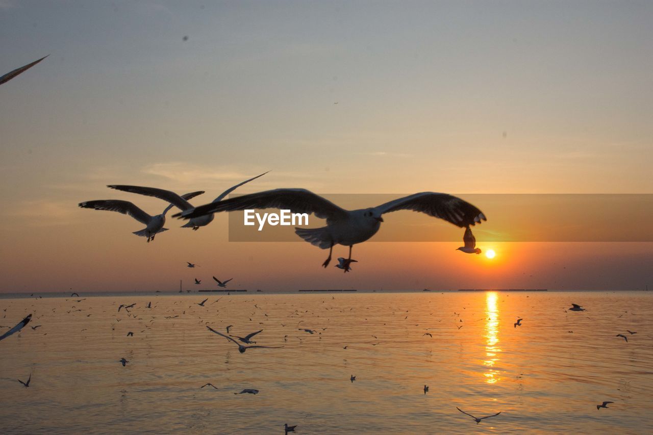 Seagulls flying over sea against sky during sunset