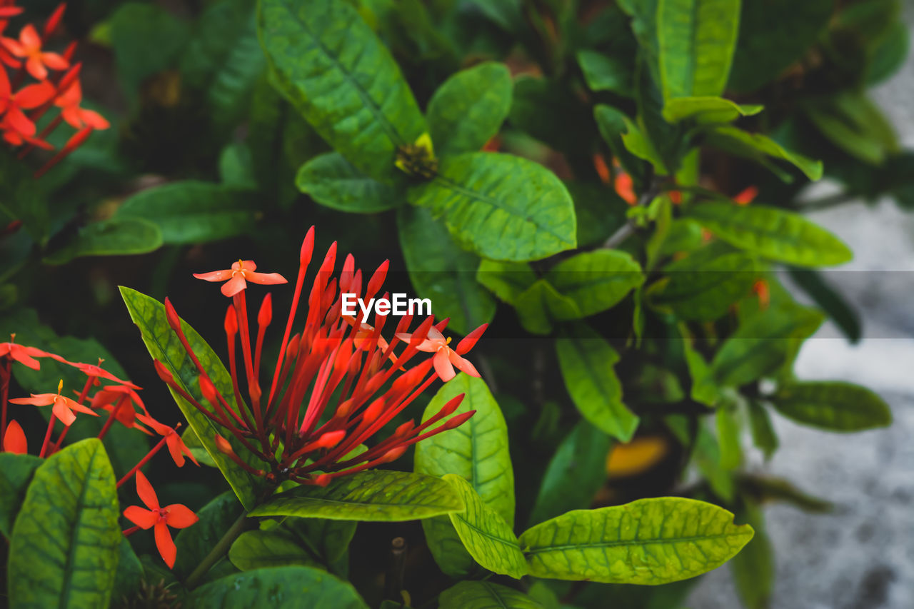 plant, leaf, plant part, flower, flowering plant, beauty in nature, nature, growth, green, freshness, shrub, close-up, macro photography, petal, no people, garden, outdoors, red, wildflower, day, animal wildlife, fragility, jungle, botany, flower head, focus on foreground, multi colored