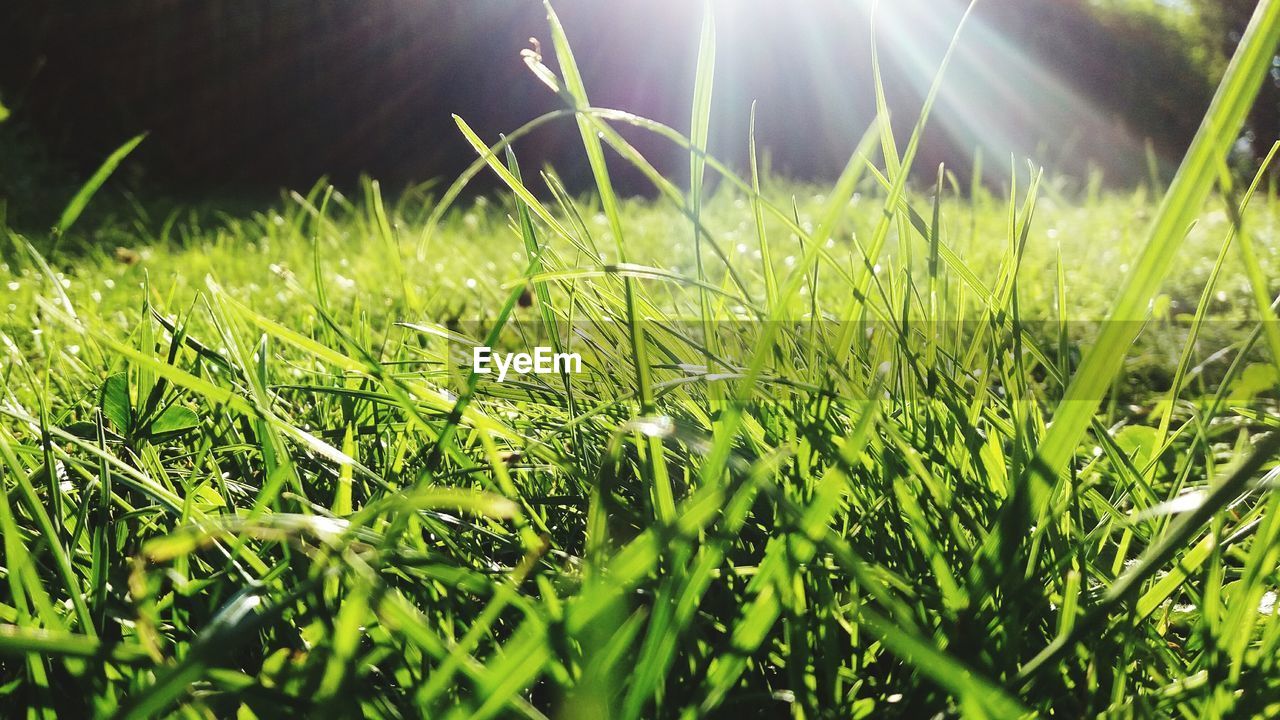 SURFACE LEVEL OF GRASS GROWING ON FIELD