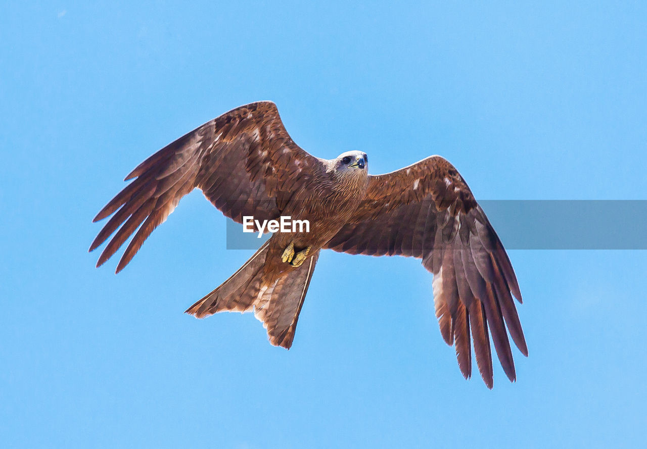 Low angle view of bird flying against clear sky