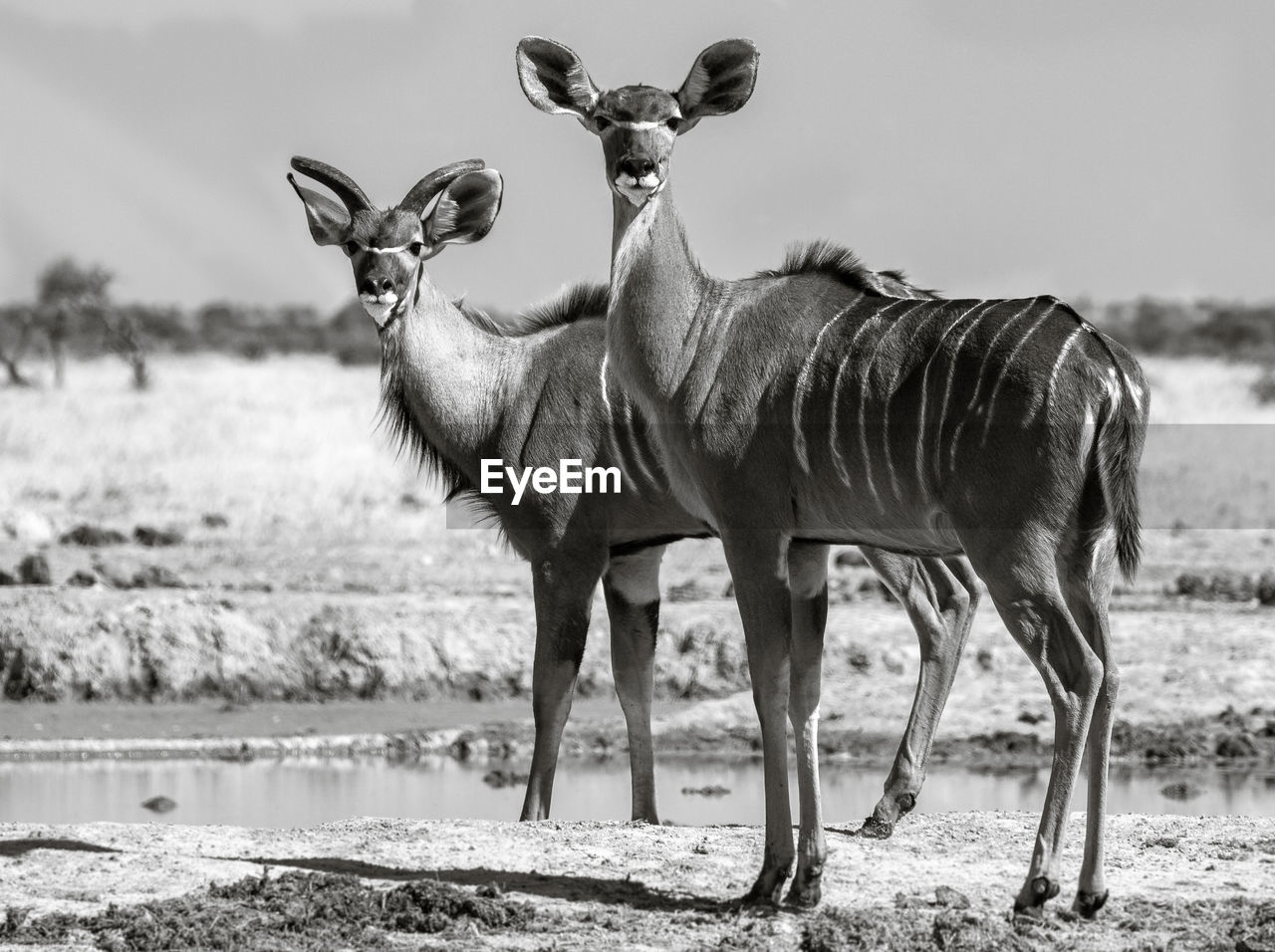 Greater kudus