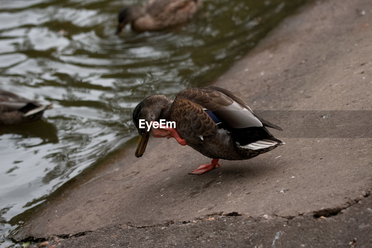 HIGH ANGLE VIEW OF BIRD IN WATER