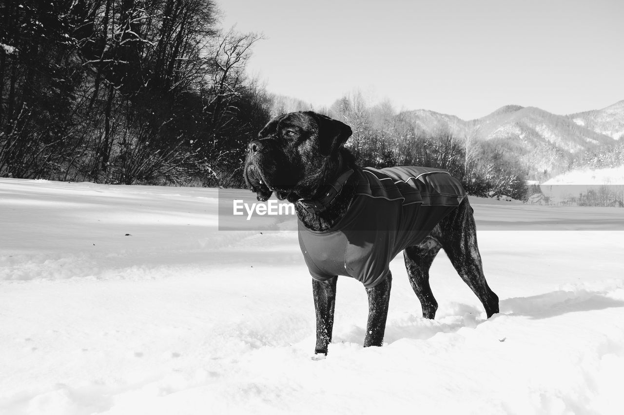 DOG STANDING ON SNOWY FIELD AGAINST SKY
