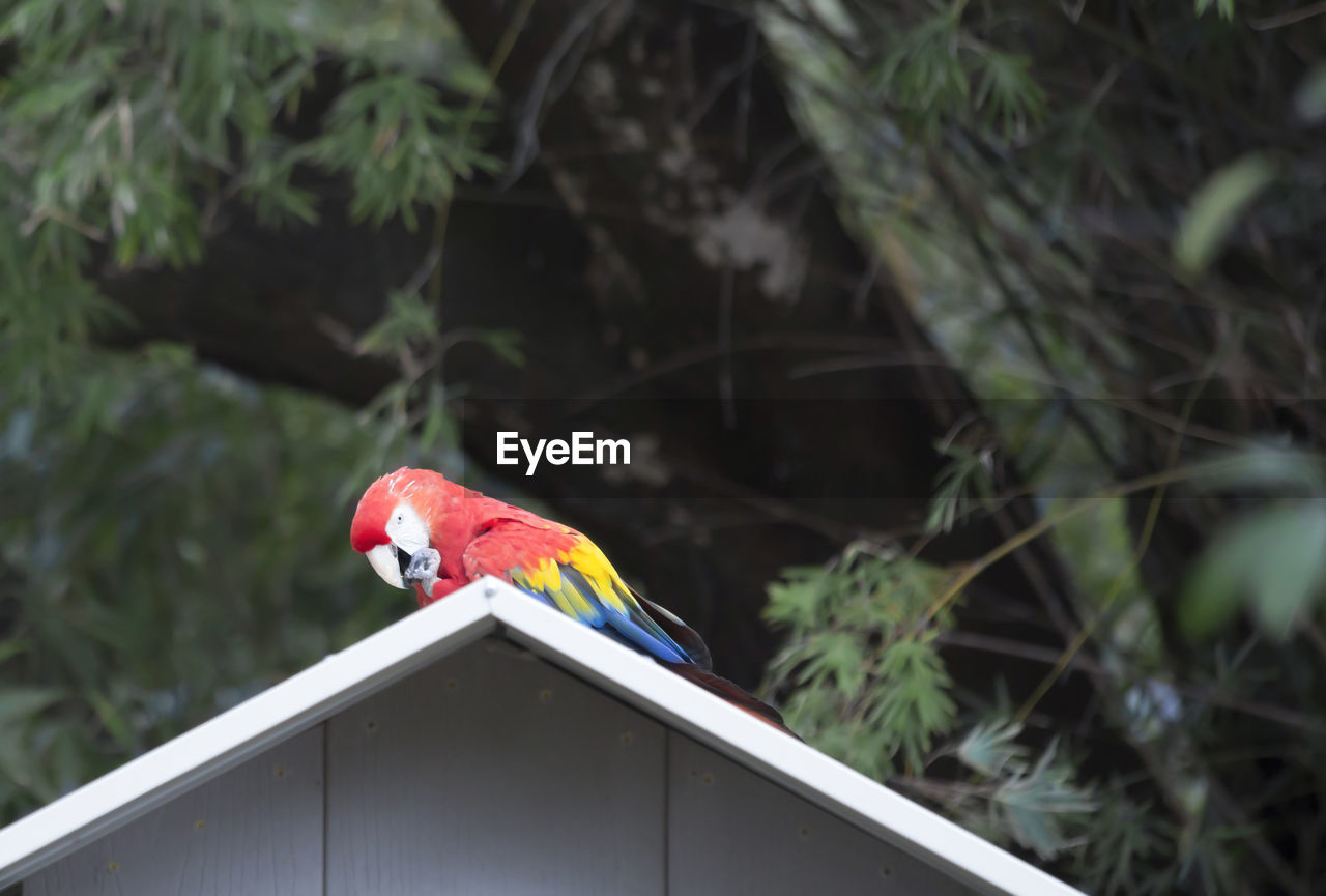 VIEW OF PARROT PERCHING ON TREE