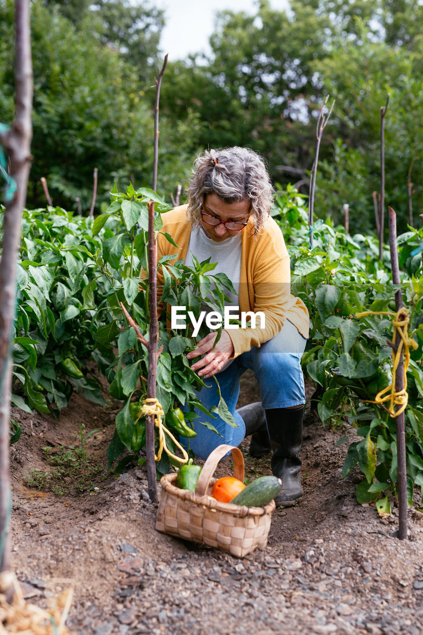 Mature female in casual clothes with basket picking fresh vegetables from plant during work on farm on summer day