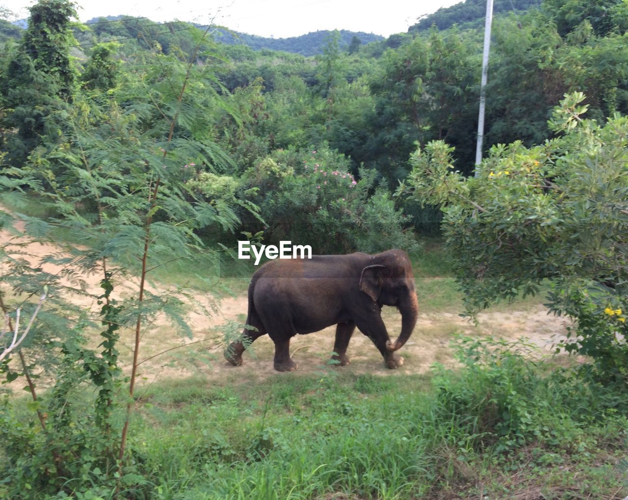 FULL LENGTH OF ELEPHANT STANDING IN GRASS