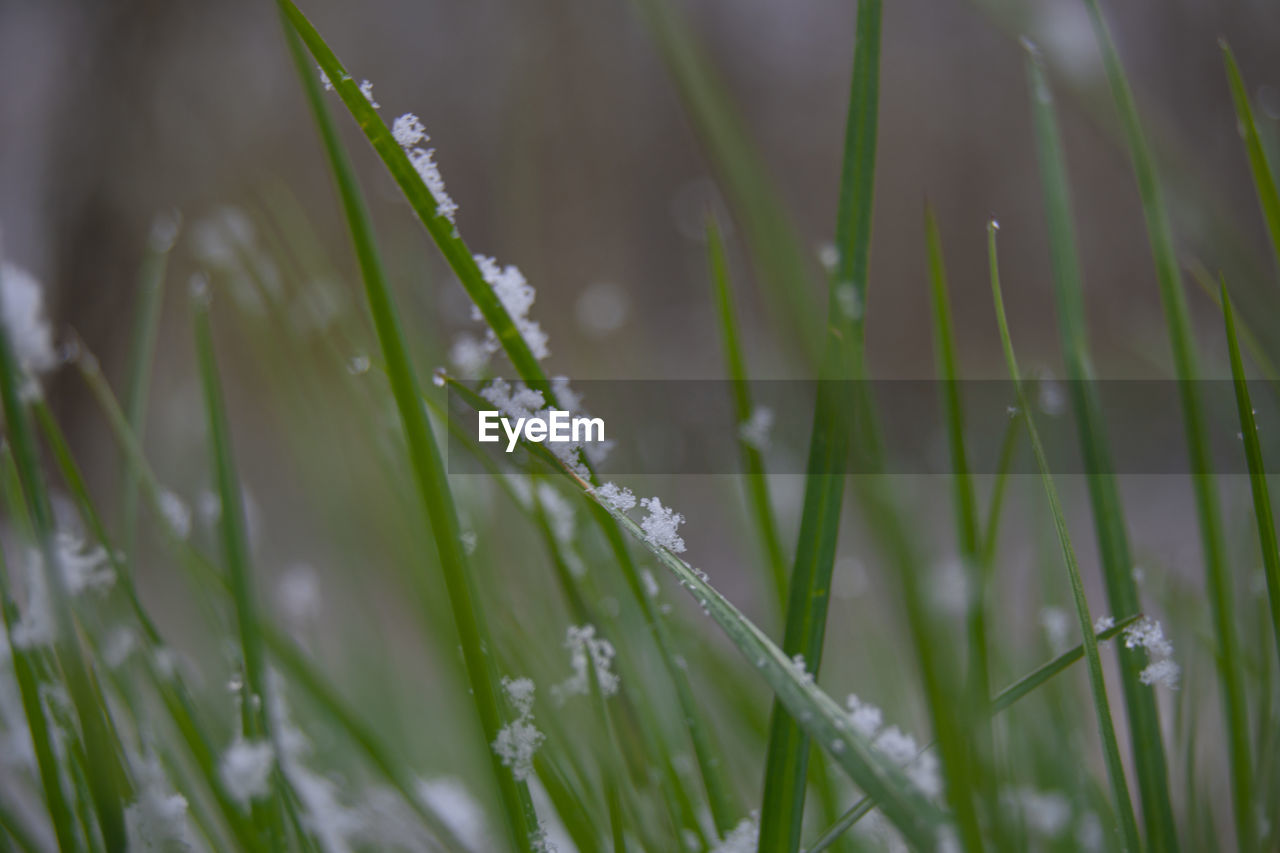 CLOSE-UP OF WATER DROPS ON GRASS