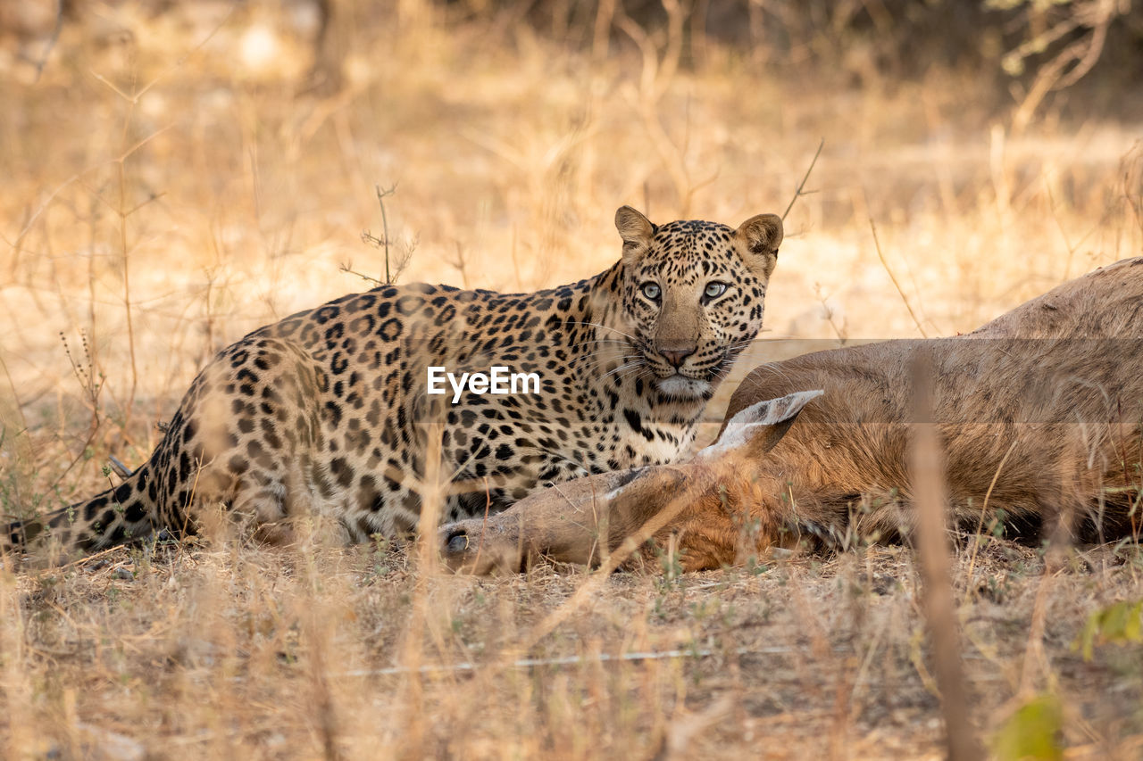 Leopard eating deer