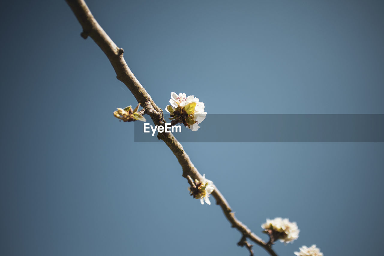 Low angle view of white flowering plant against sky