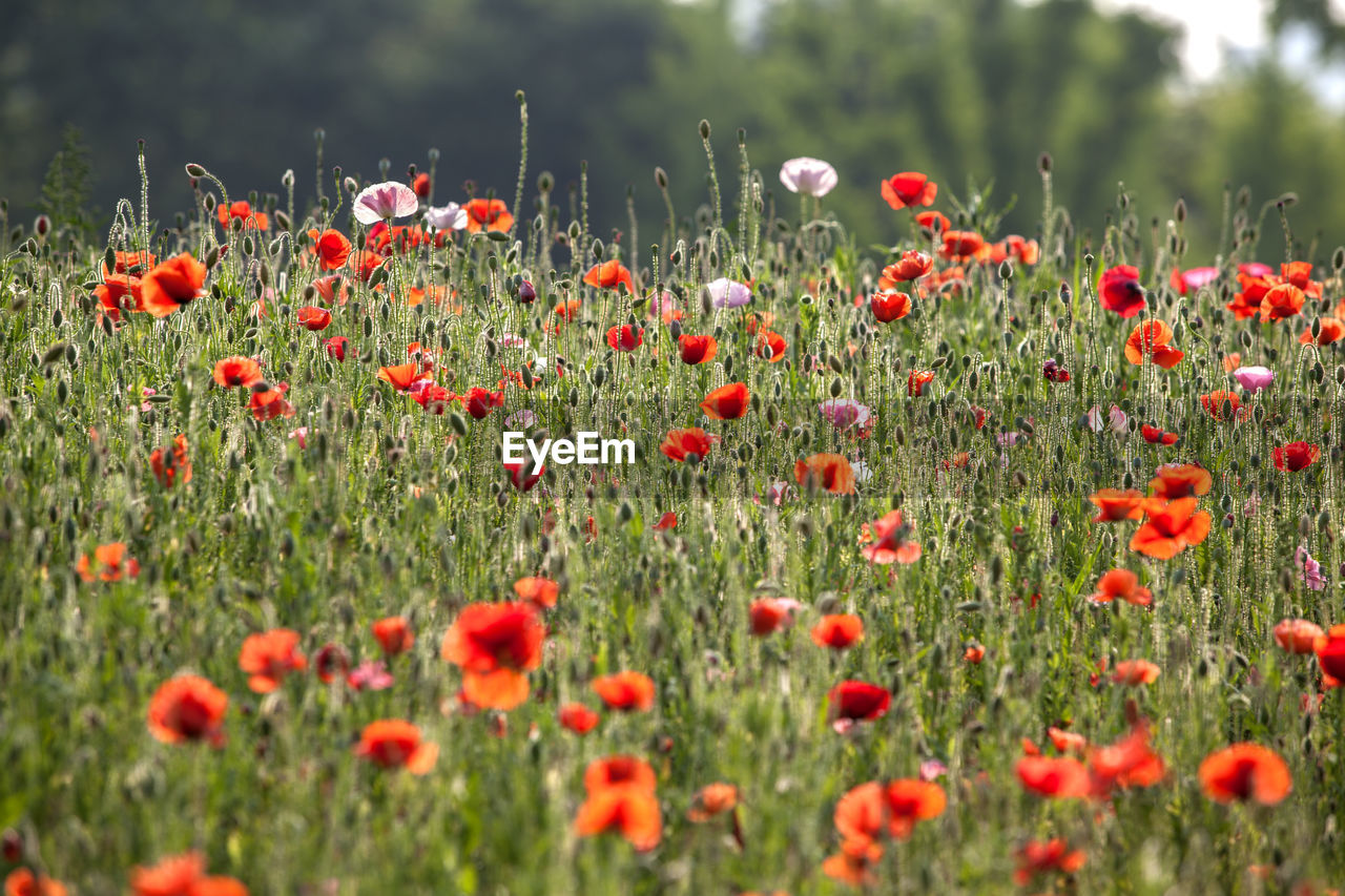 Red poppies blooming outdoors