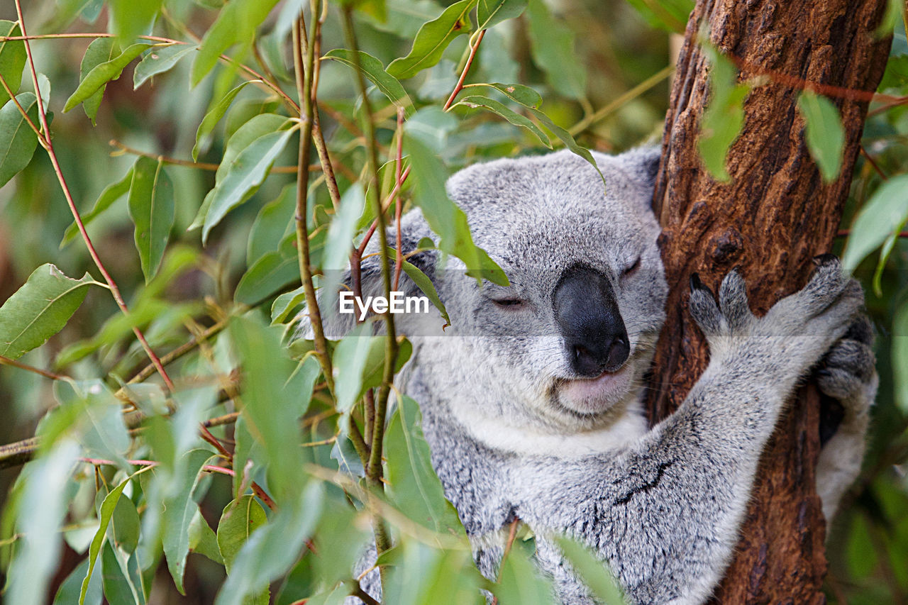 Koala in the tree, australia