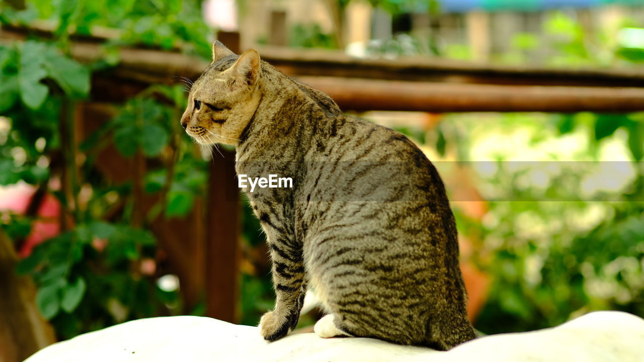 CAT SITTING ON TABLE