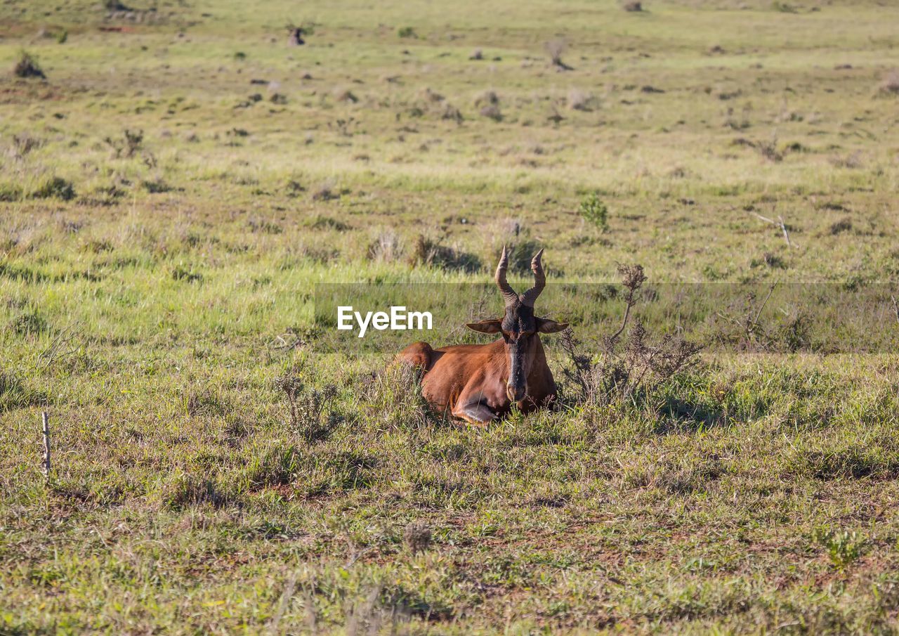SIDE VIEW OF HORSE IN FIELD