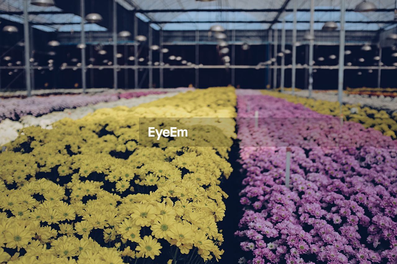 CLOSE-UP OF PURPLE FLOWER IN GREENHOUSE