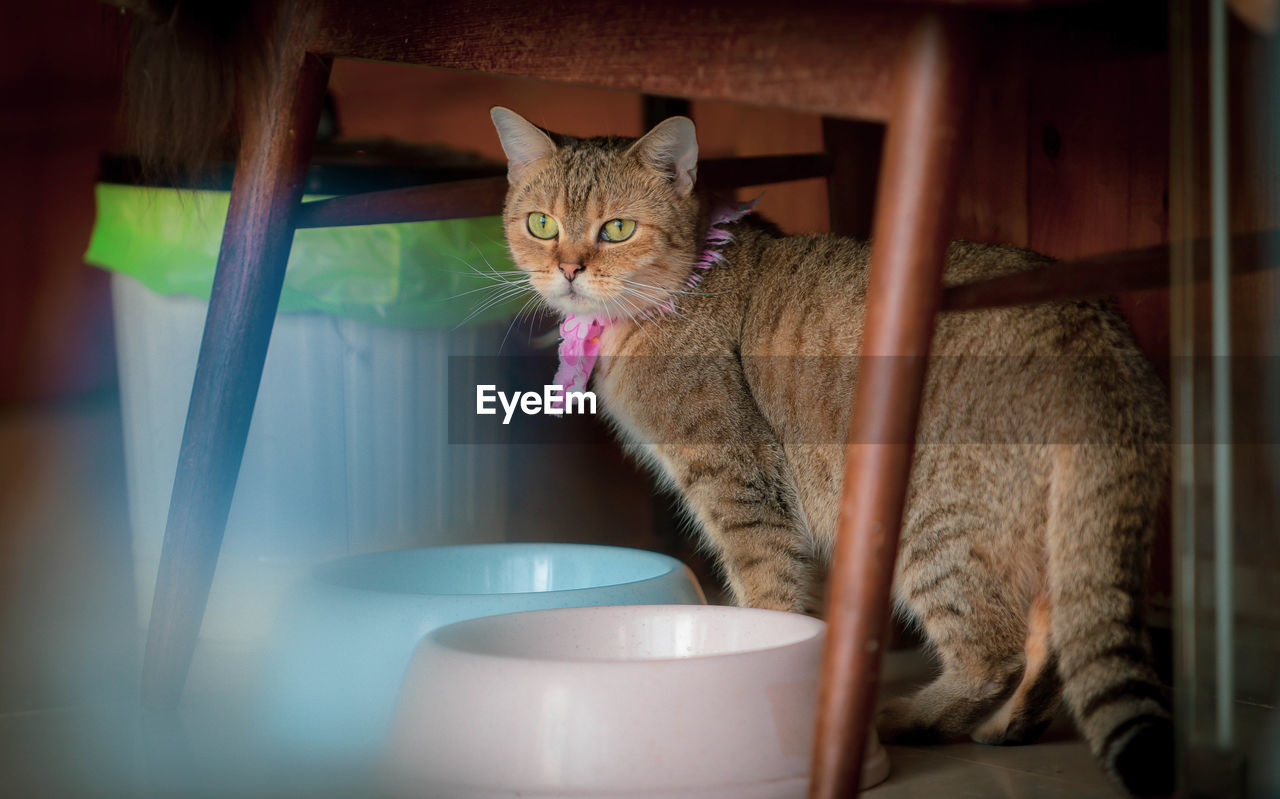 PORTRAIT OF CAT SITTING ON SEAT