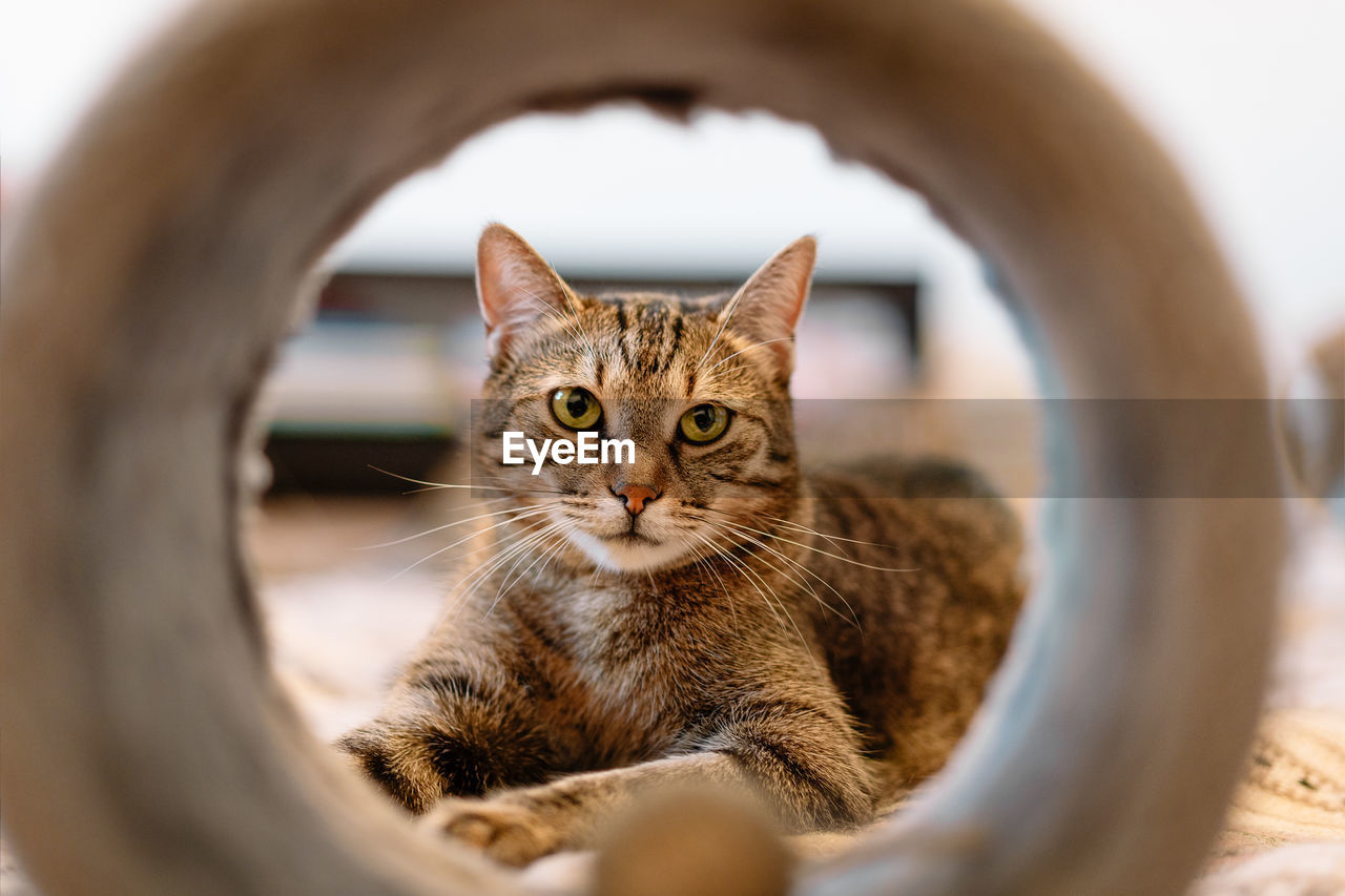 Close-up portrait of a cat in a tunnel