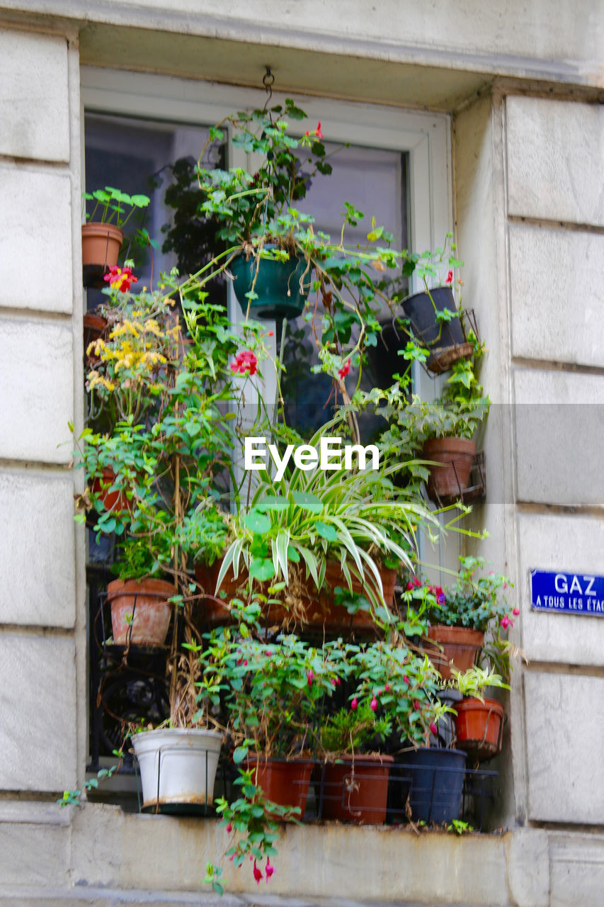 POTTED PLANTS IN FRONT OF HOUSE