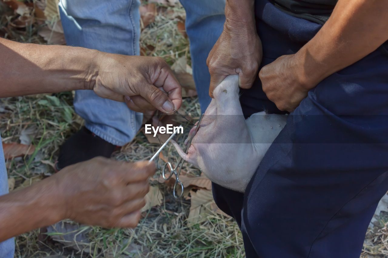 High angle view of people operating animal