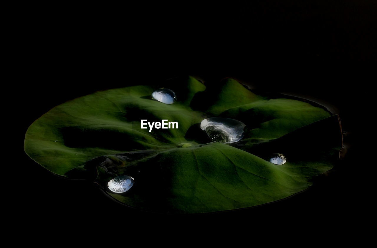 Close-up of green leaf with water drops on black background