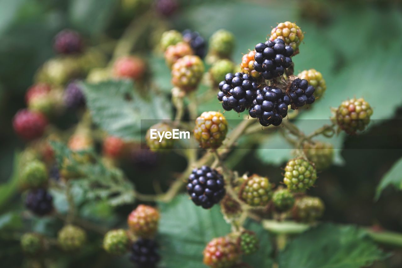 Close-up of berries growing on plant