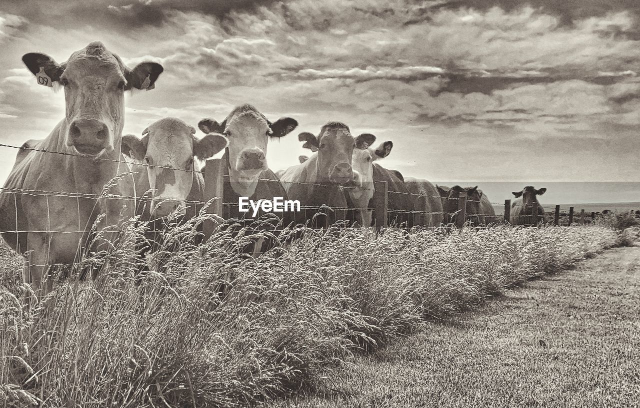 View of cows in field