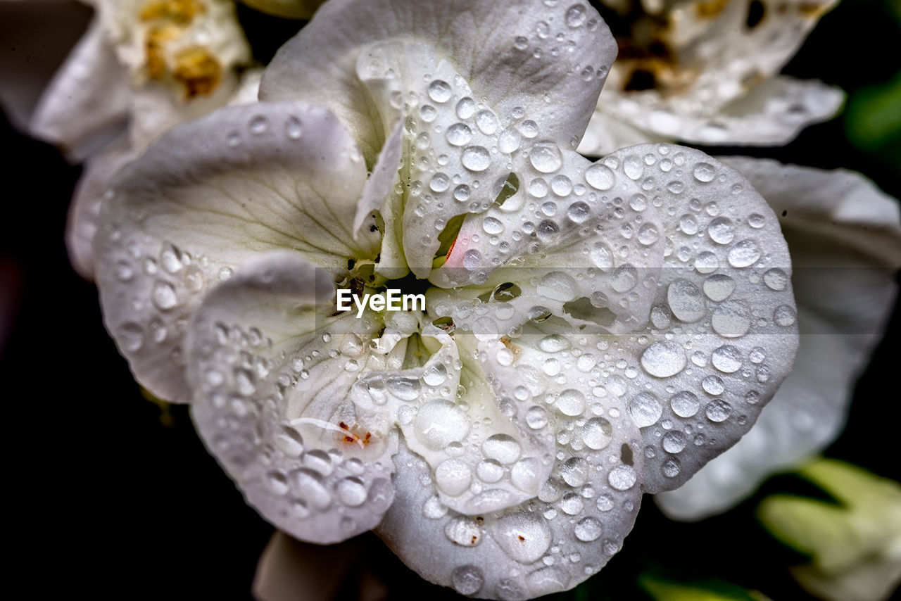 CLOSE-UP OF WET FLOWERS BLOOMING OUTDOORS