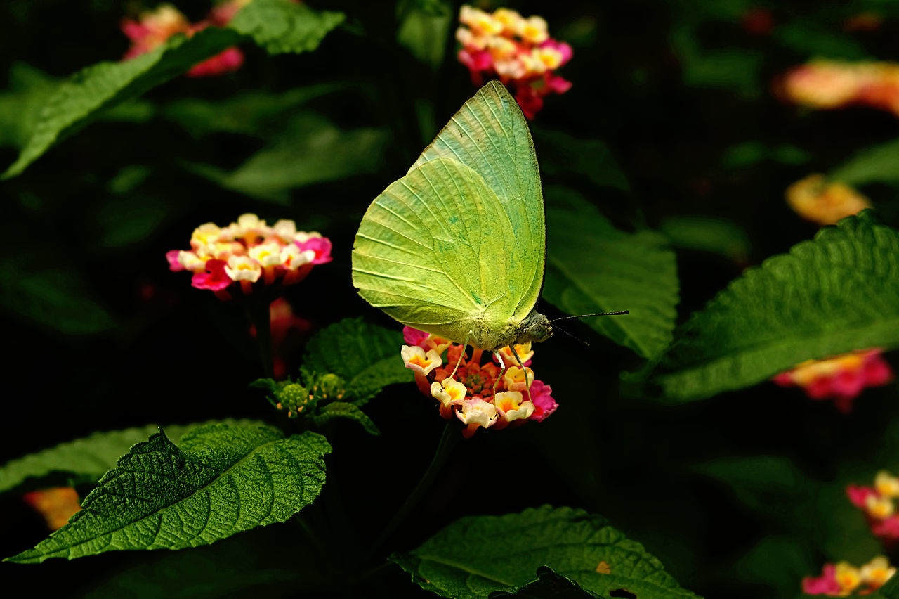 Close-up of butterfly on flower