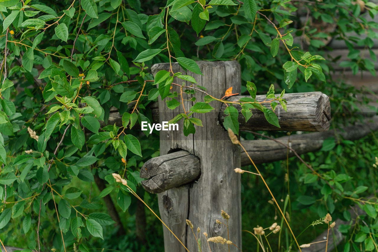 CLOSE-UP OF WOODEN POST ON TREE