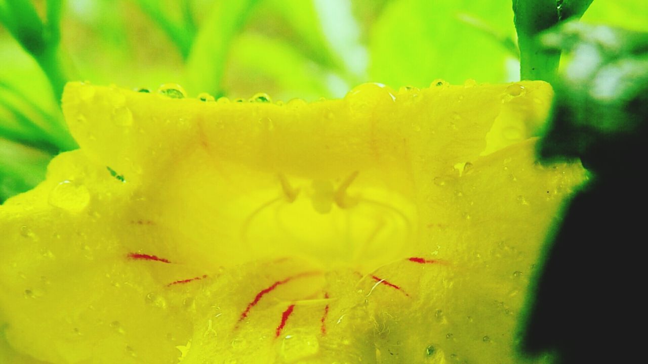 CLOSE-UP OF YELLOW FLOWERS