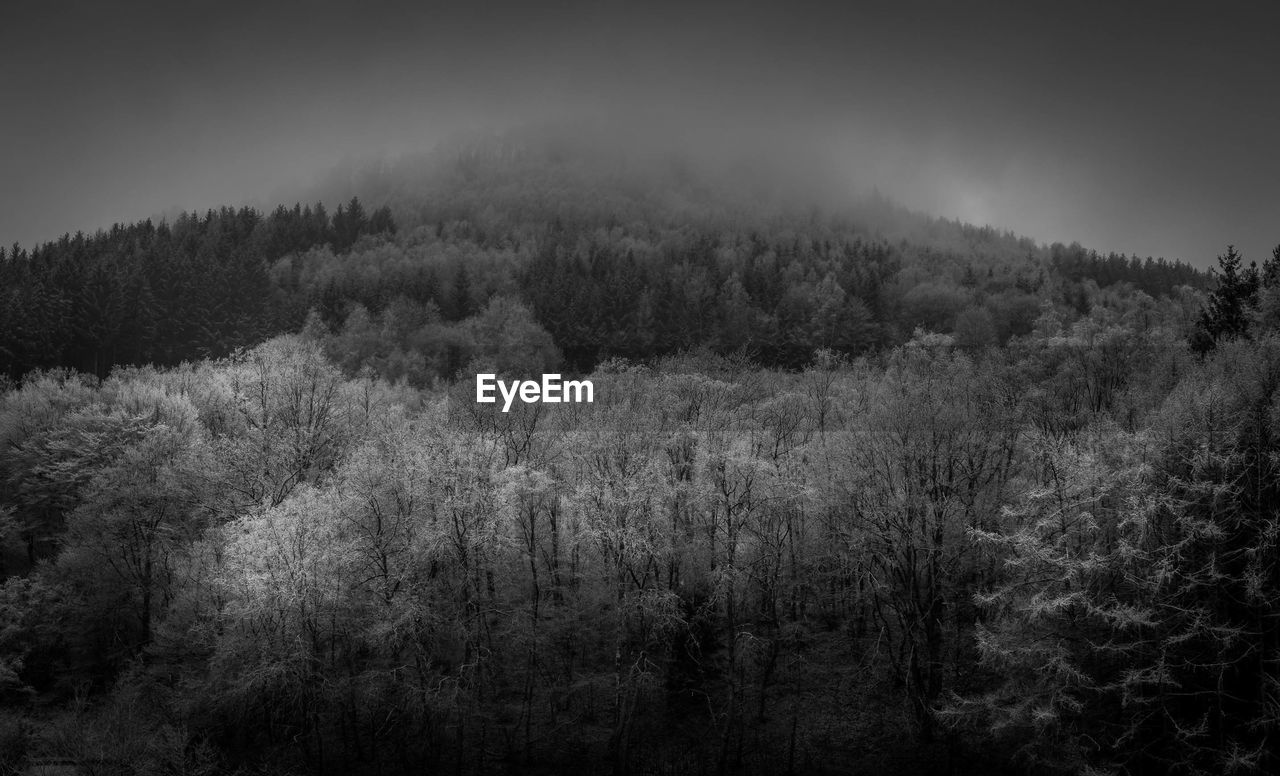 HIGH ANGLE VIEW OF TREES AND PLANTS IN FOREST