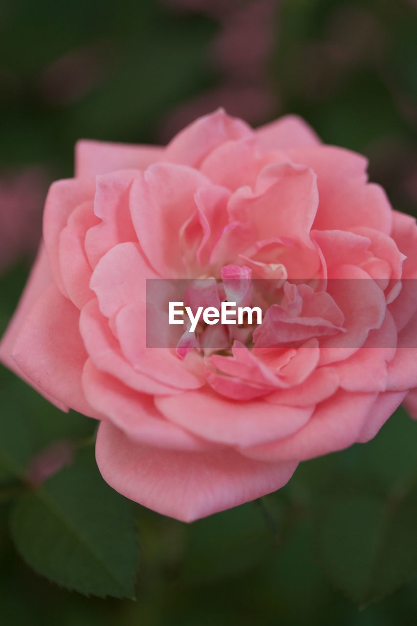 CLOSE-UP OF PINK ROSE FLOWER