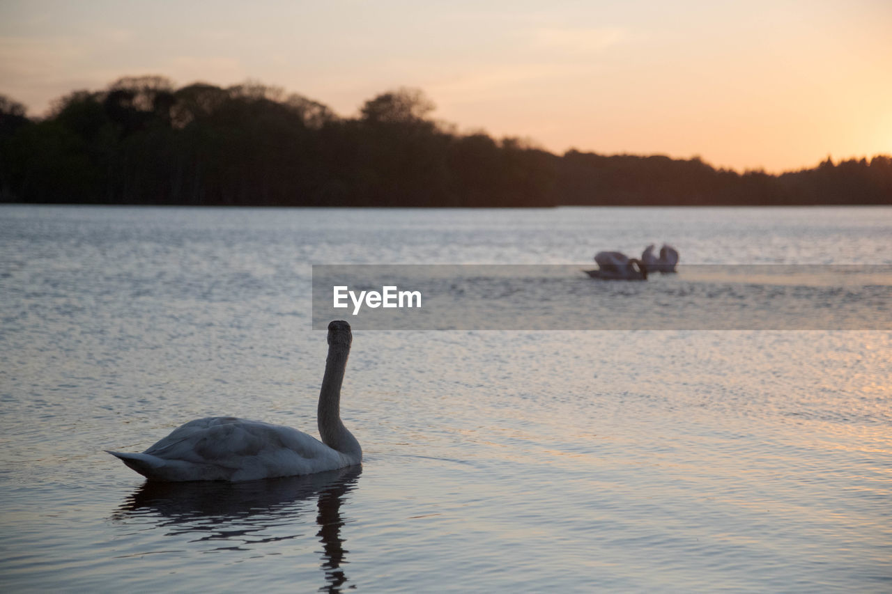 Swan floating on virginia water lake at sunset
