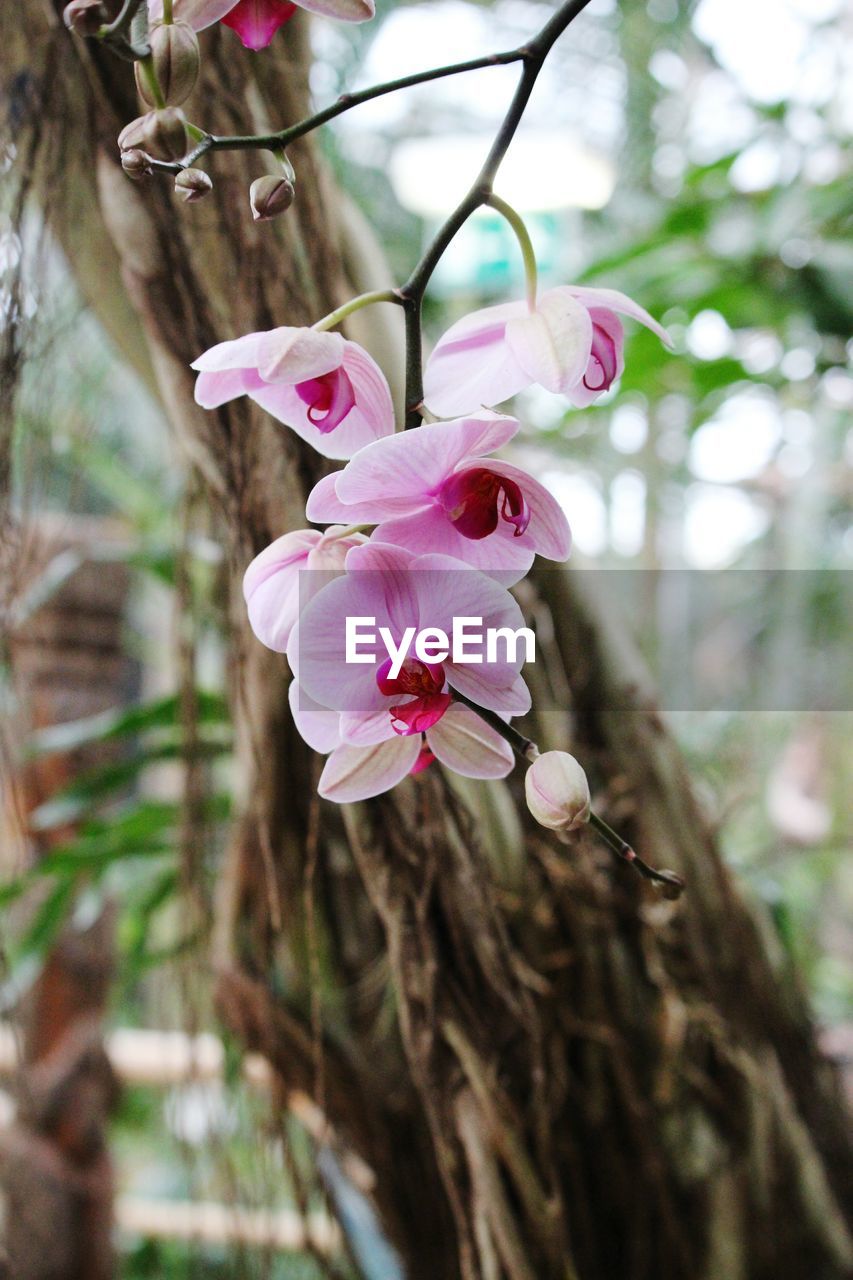 CLOSE-UP OF PINK FLOWERS GROWING ON TREE