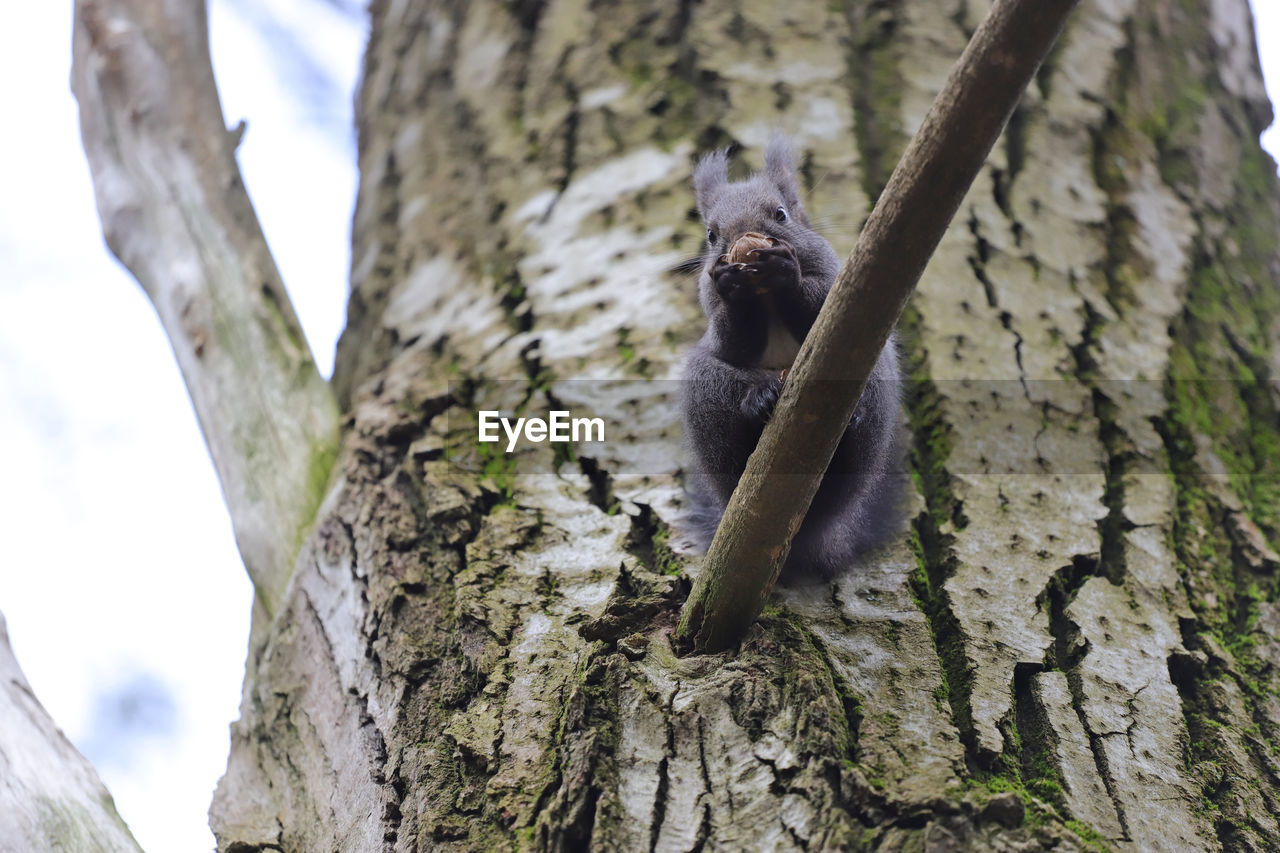 SQUIRREL ON TREE TRUNK