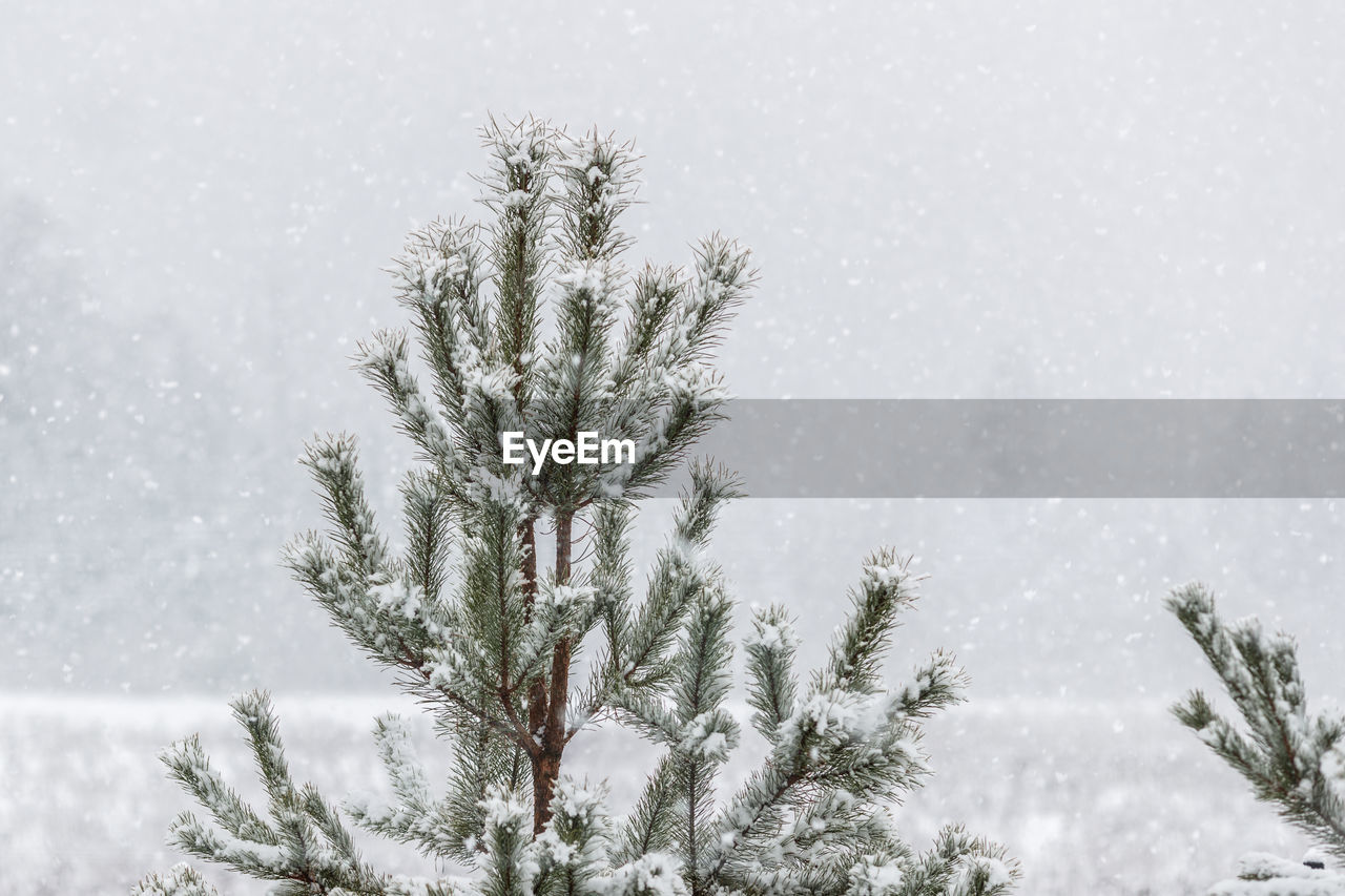 low angle view of tree on snow