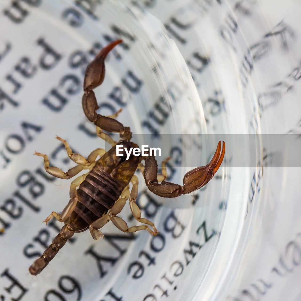 Close-up of scorpion in glass container on paper