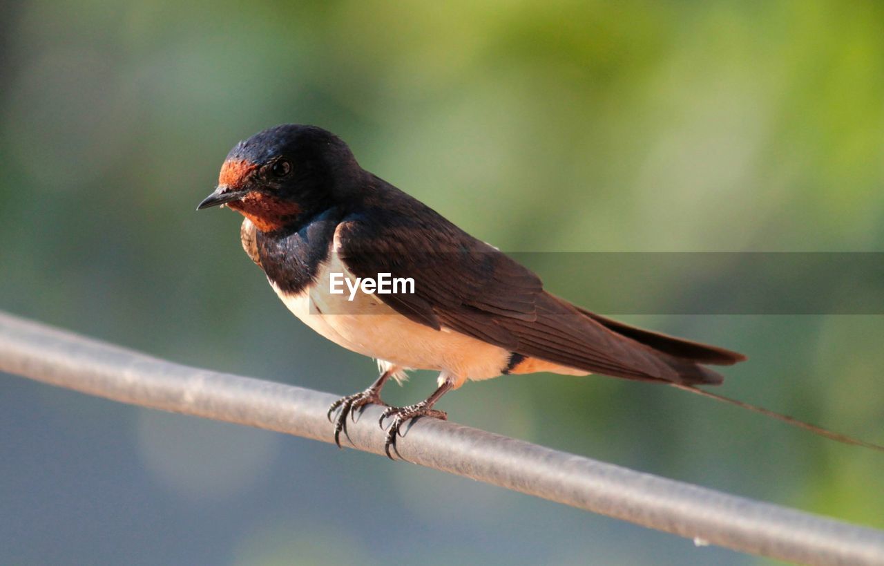 Close-up of swallow perching on railing