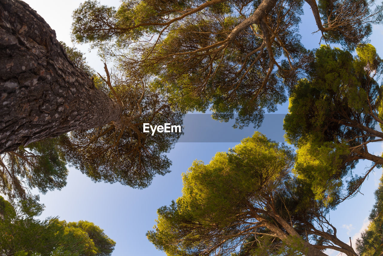 Low angle view of trees against sky