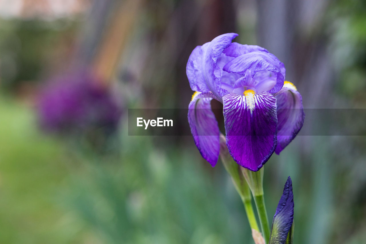 Close-up of purple crocus blooming outdoors