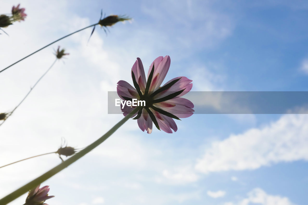 CLOSE-UP OF PINK FLOWER AGAINST SKY