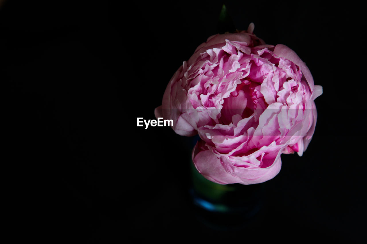 pink, flower, freshness, black background, flowering plant, plant, studio shot, beauty in nature, petal, close-up, purple, inflorescence, macro photography, indoors, flower head, nature, copy space, fragility, no people, rose, cut out, single object