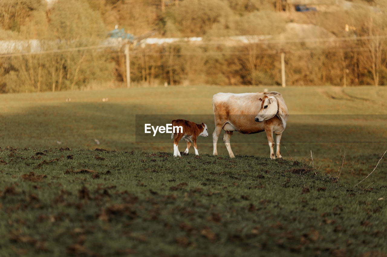 Cow and calf standing in a field