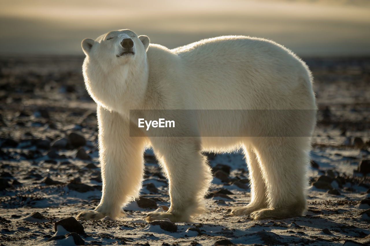 Backlit polar bear stands with eyes closed