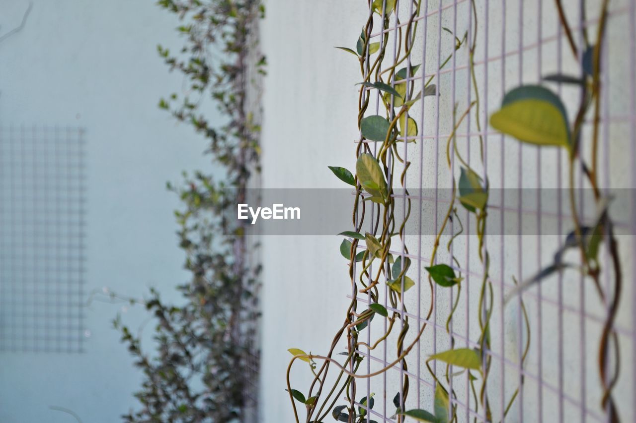 CLOSE-UP OF IVY GROWING ON PLANT