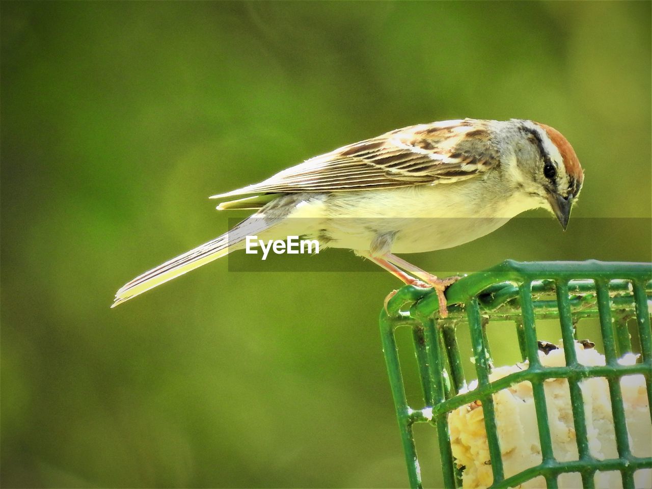 Close-up of bird perching on a feeder