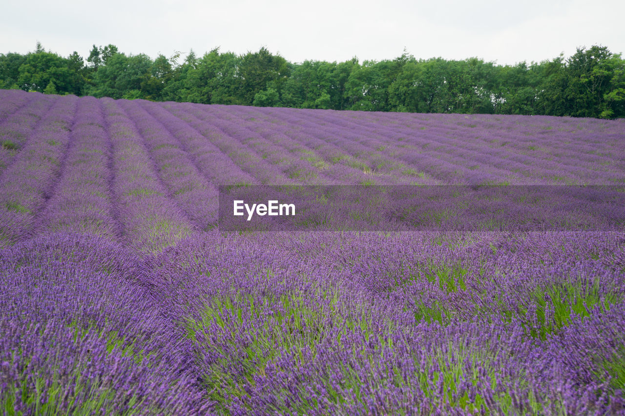 PURPLE FLOWERING PLANTS ON FIELD BY LAND