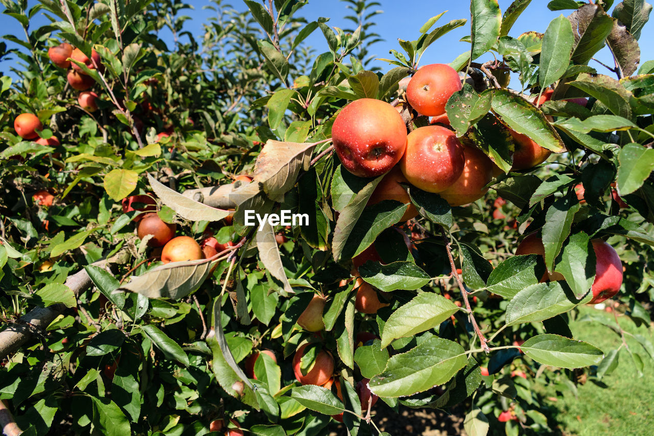 CLOSE-UP OF FRESH APPLES ON TREE