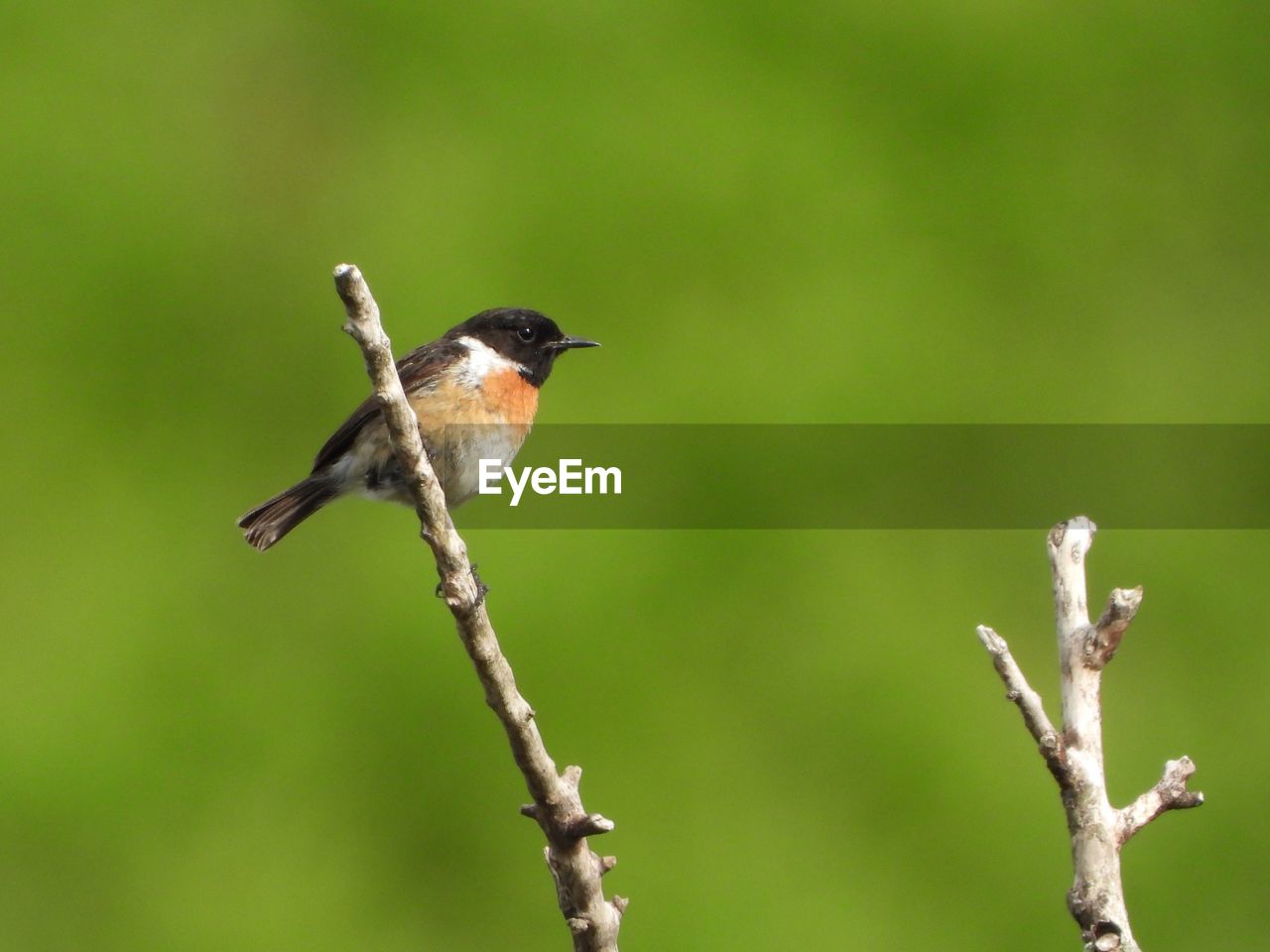 Male stonechat on green background